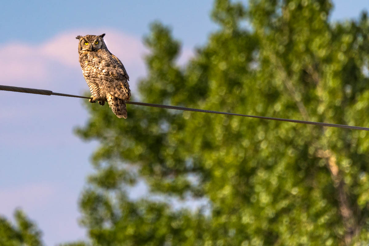 Owl Purched on a Line